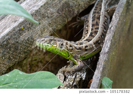 Close-up a lizard on the natural background. 105178382