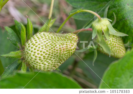 Strawberry plant. Stawberry bush with unripe berries. Strawberry plant. Stawberry bush with unripe berries. 105178383