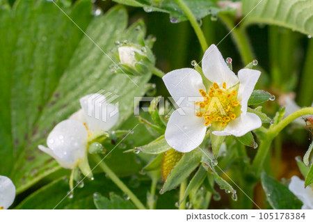 Flowering strawberry bush in the garden in springtime. Flowering strawberry bush in the garden in springtime. 105178384