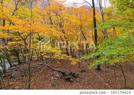 Tochigi Nikko City Nikko National Park Ryuokyo Gorge with autumn leaves Tochigi Nikko City Nikko National Park Ryuokyo Gorge with autumn leaves 105178424