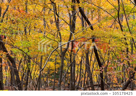 Tochigi Nikko City Nikko National Park Ryuokyo Gorge with autumn leaves Tochigi Nikko City Nikko National Park Ryuokyo Gorge with autumn leaves 105178425
