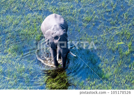 Aerial View of an African Elephant 105178526
