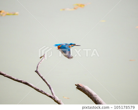 Kingfisher jumping out of its perch 105178579
