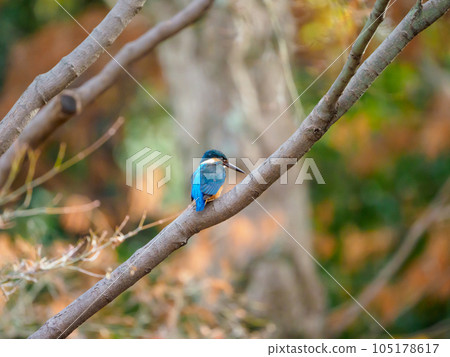 秋天的翠鳥棲息在樹枝上 105178617