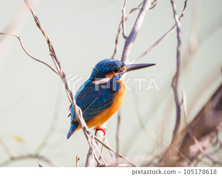 Kingfisher perched on a branch 105178618