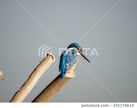 Kingfisher looking for prey on its perch 105178619
