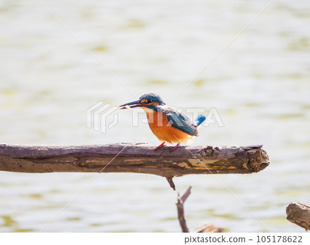 Kingfisher perching on a perch with a small fish in its mouth 105178622