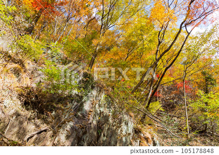Tochigi Nikko City Nikko National Park Ryuokyo Gorge with autumn leaves 105178848