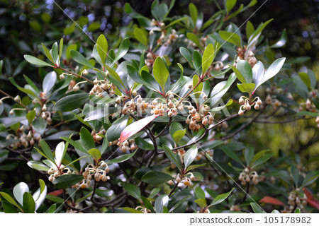 Ternstroemia flower Ternstroemia flower 105178982
