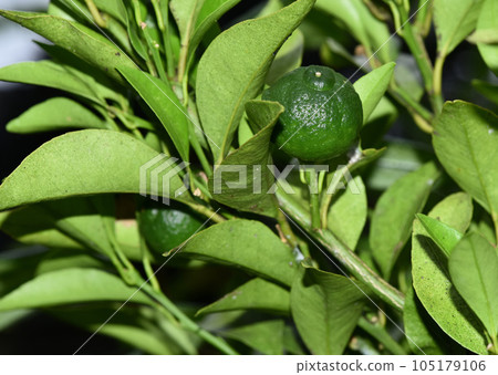 樹上的須鰍 樹上的須鰍 105179106