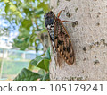蟬棲息在樹上的照片 105179241