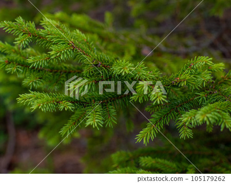 Close up of fir tree branches as background 105179262