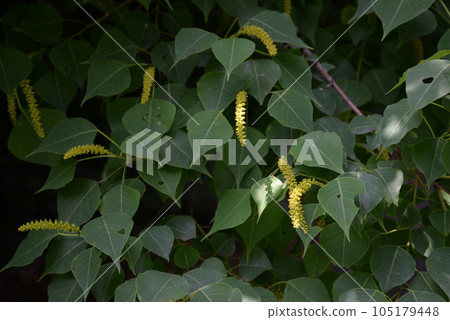 Nankinhaze flower 105179448