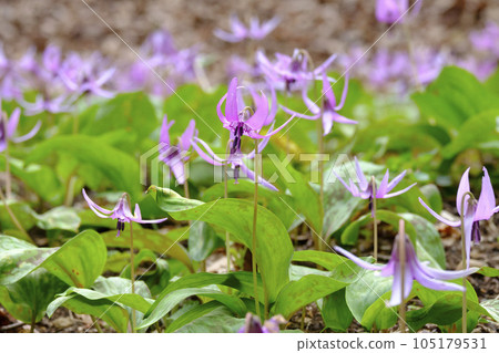 Flowers of an oyster chestnut that blooms in the spring village forest Flowers of an oyster chestnut that blooms in the spring village forest 105179531