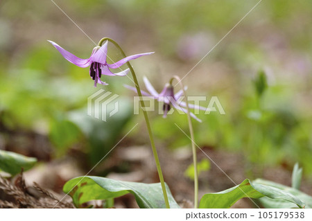 Flowers of an oyster chestnut that blooms in the spring village forest 105179538