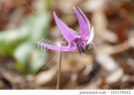 在春天村莊的森林裡盛開的牡蠣板栗的花朵 105179541