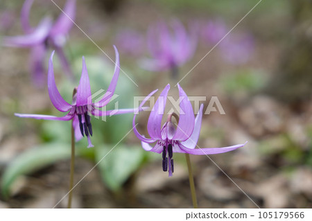 在春天村莊的森林裡盛開的牡蠣板栗的花朵 在春天村莊的森林裡盛開的牡蠣板栗的花朵 105179566