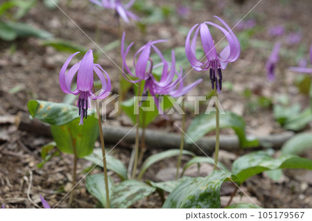 Flowers of an oyster chestnut that blooms in the spring village forest 105179567