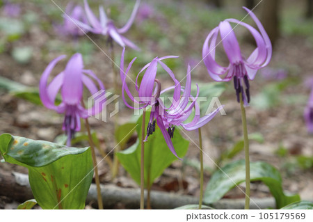 Flowers of an oyster chestnut that blooms in the spring village forest 105179569
