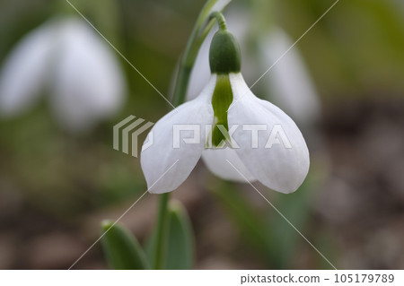 早春的雪花蓮 105179789
