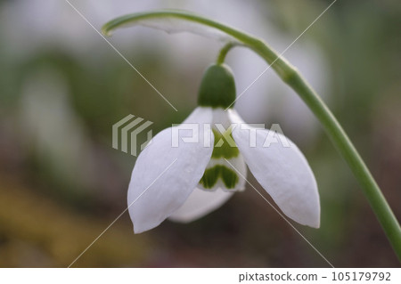早春的雪花蓮 105179792
