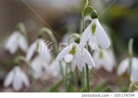 早春的雪花蓮 105179794