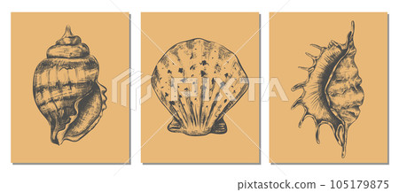 Sea shells. Hand drawn marine sketch style drawing isolated elements. Wall art decor. Underwater inhabitant, marine exotic nautilus, decorative isolated elements. Vector clams illustration Sea shells. Hand drawn marine sketch style drawing isolated elements. Wall art decor. Underwater inhabitant, marine exotic nautilus, decorative isolated elements. Vector clams illustration 105179875