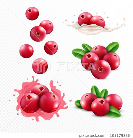Cranberry smoothie. Berry in juice and milk splash, falling wet liquid and sweet food, 3d nature fruits with leaf, milky wave. Botanical elements. Vector realistic illustration 105179886