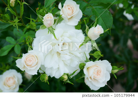 White Rose Carte Blanche 4 105179944