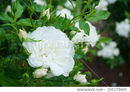 White Rose Carte Blanche 3 White Rose Carte Blanche 3 105179945