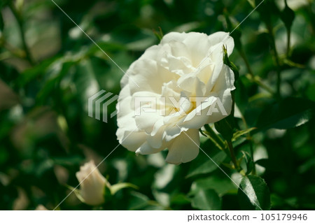 White Rose Carte Blanche 2 105179946
