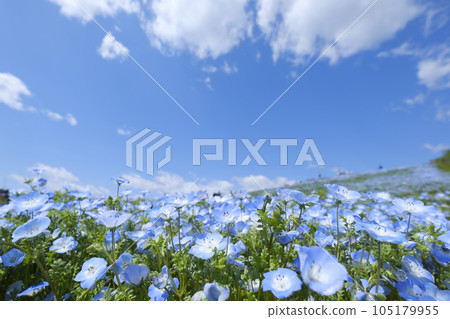日立海濱公園的Nemophila 105179955