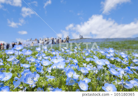 Nemophila of Hitachi Seaside Park 105180365