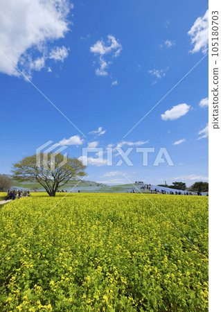 油菜田，nemophila和視圖山 105180703