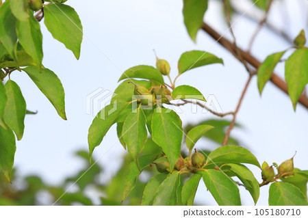 Himeshara fruit Himeshara fruit 105180710