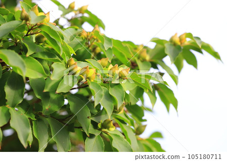Himeshara fruit 105180711