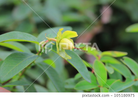 Beauty willow fruit 105180975