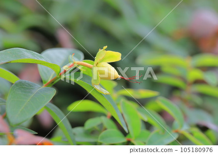 Beauty willow fruit Beauty willow fruit 105180976