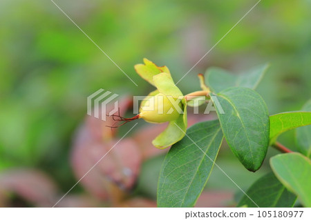 Beauty willow fruit 105180977