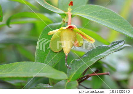 Beauty willow fruit 105180980