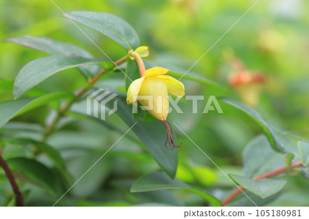 Beauty willow fruit Beauty willow fruit 105180981