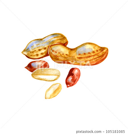 Watercolor image of peanut in nutshell Watercolor image of peanut in nutshell 105181085