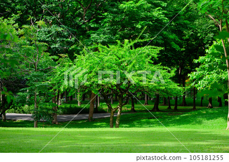 City park with walking path and green zone trees City park with walking path and green zone trees 105181255