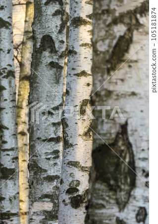 Birch forest. Birch Grove. White birch trunks. Autumn sunny forest. selective focus 105181874