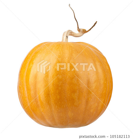 Pumpkin for Halloween. Pumpkin isolated on white background. File contains clipping path. 105182113
