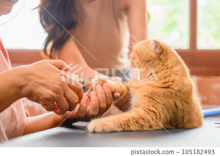 Cat with veterinary in clinic, a female veterinarian cutting nail of cat. 105182493