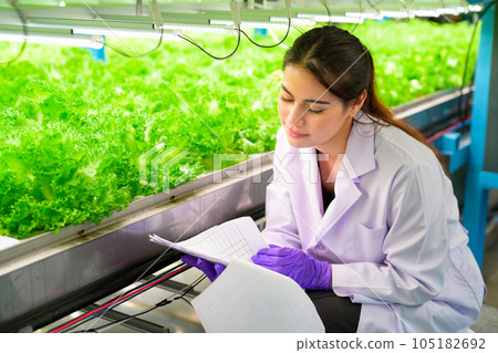 Researchers developing vegetable varieties at greenhouse agriculture Researchers developing vegetable varieties at greenhouse agriculture 105182692