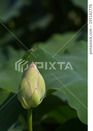 Landscape with lotus flowers 105182776