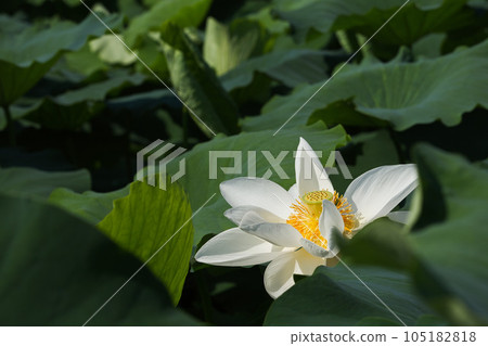 風景與蓮花 105182818