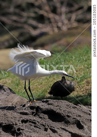A side view of a little egret trying to spread its wings and take flight A side view of a little egret trying to spread its wings and take flight 105183085
